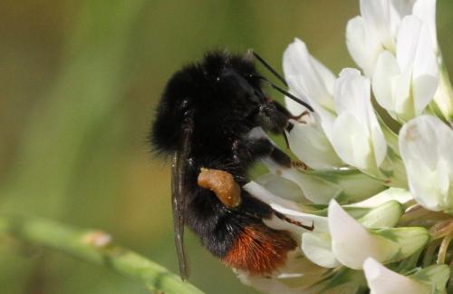 Bombus lapidarius